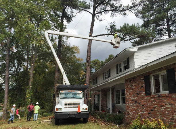 Best Hazardous Tree Removal  in Brunswick, MD