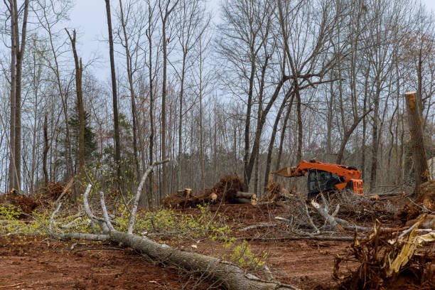 How Our Tree Care Process Works  in  Brunswick, MD